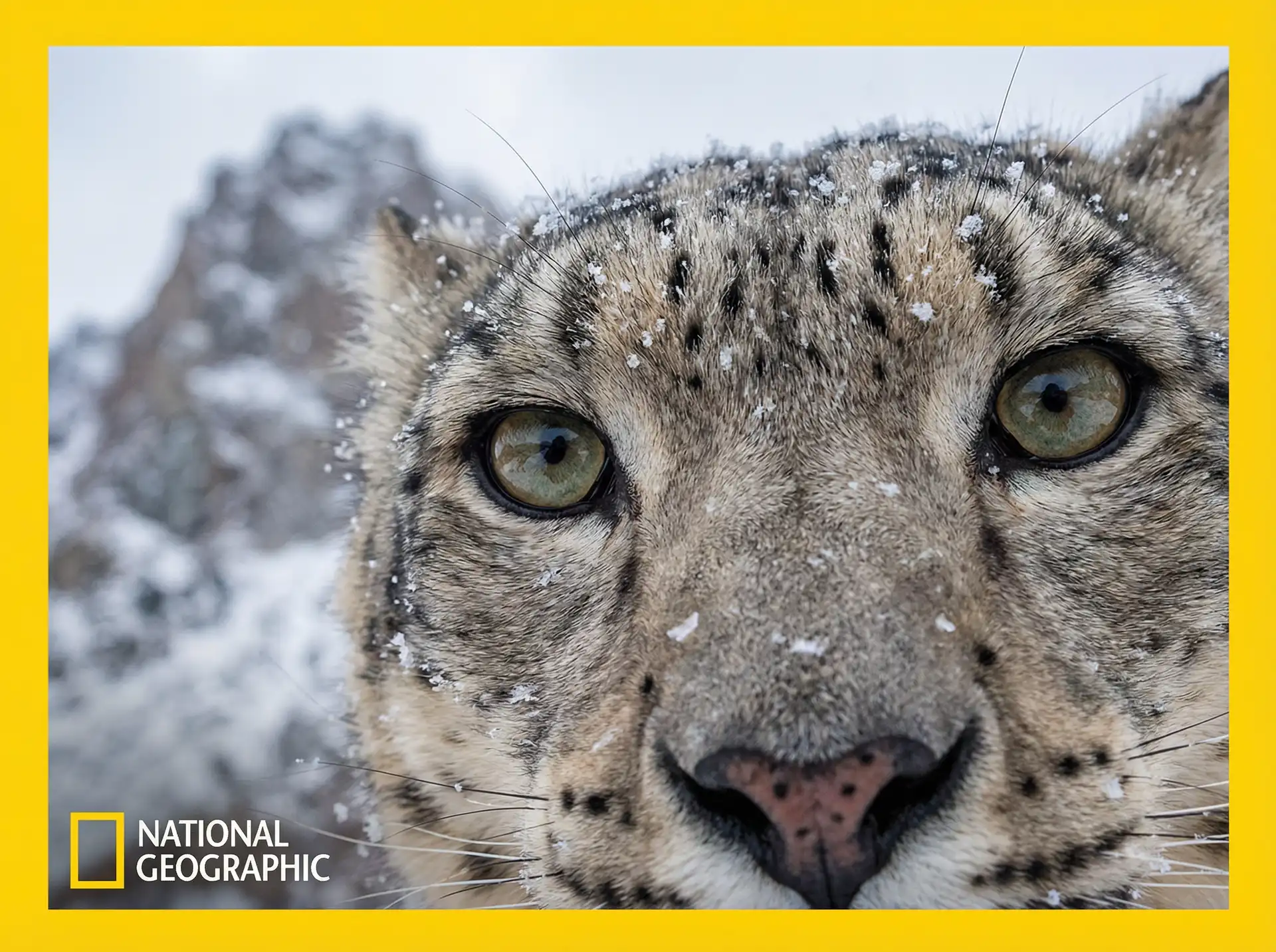 雪山幽灵 - 猎奇纪录片 探花视频